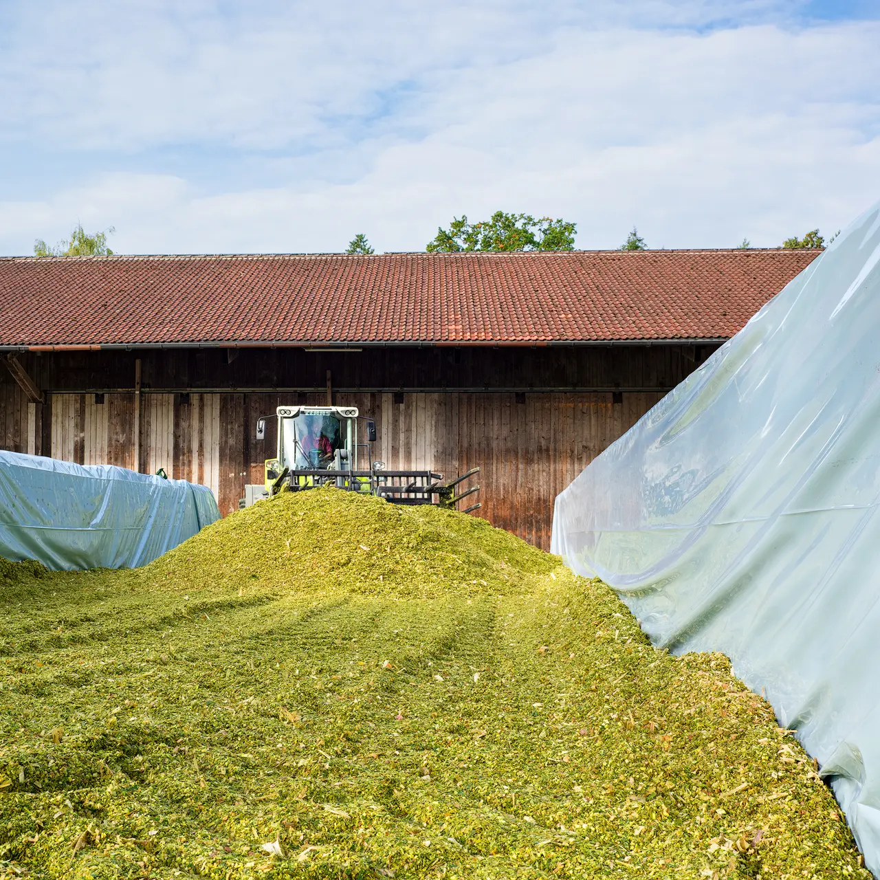 seitenwandfolie-im-silo claas-radlader-siliert