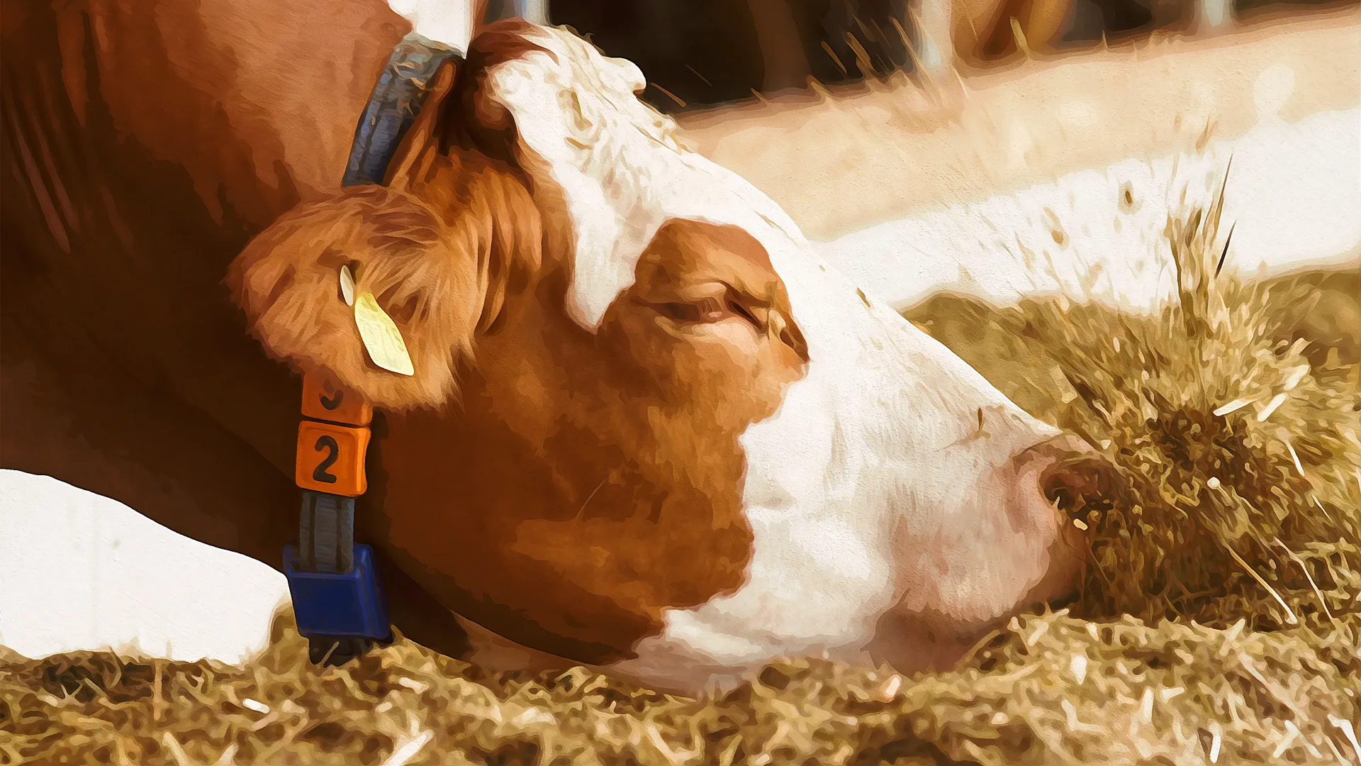 kuh-mit-silage kuh-beim-fressen