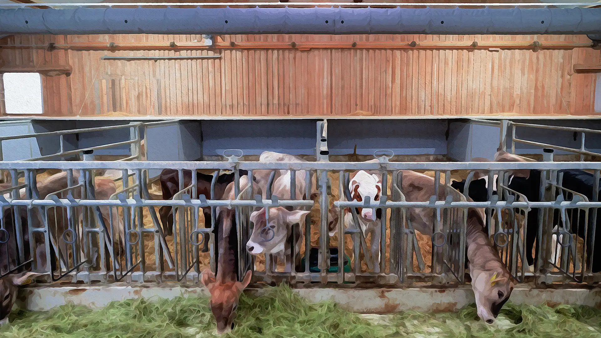 kaelber-unter-schlauchbelueftung kaelber-in-gruppenhaltung