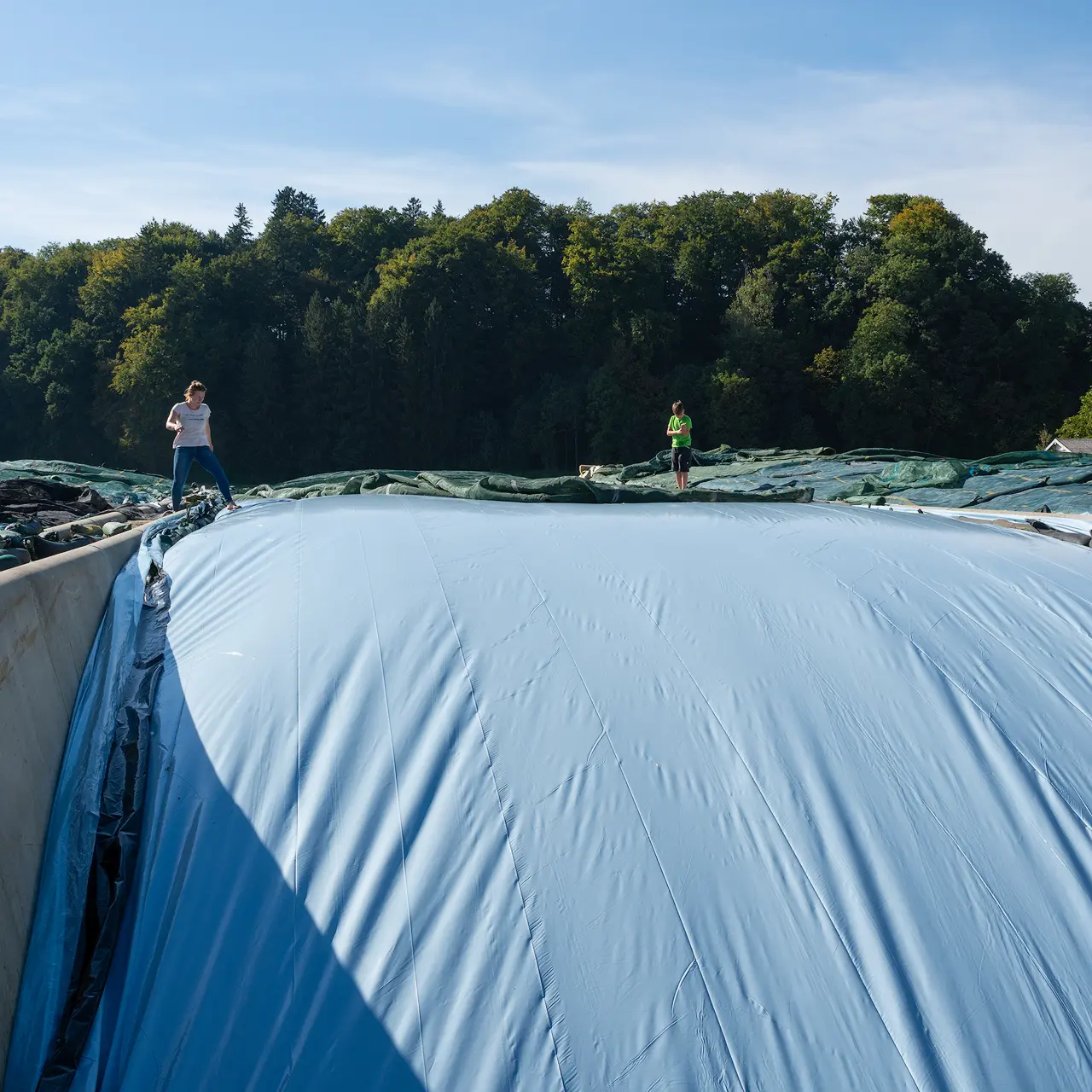 fahrsilo-beim-verschliessen hellblaue-abdeckfolie